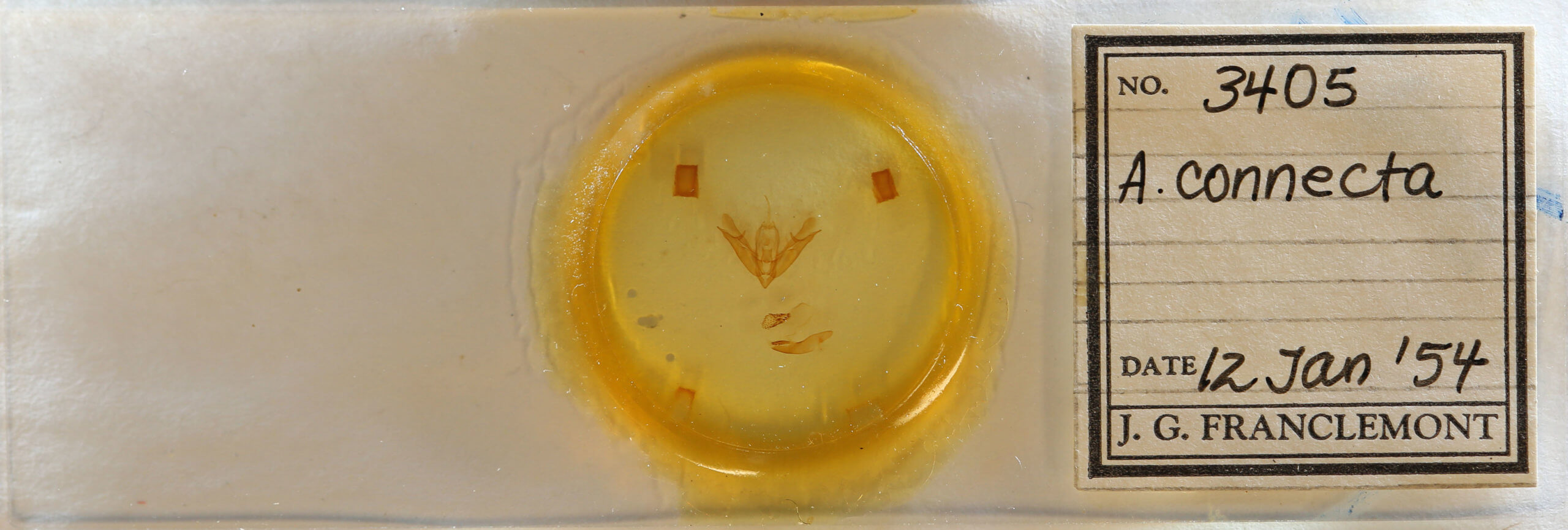 slide view of adult Acronicta connecta