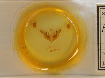 slide view of adult Hyppa  xylinoides