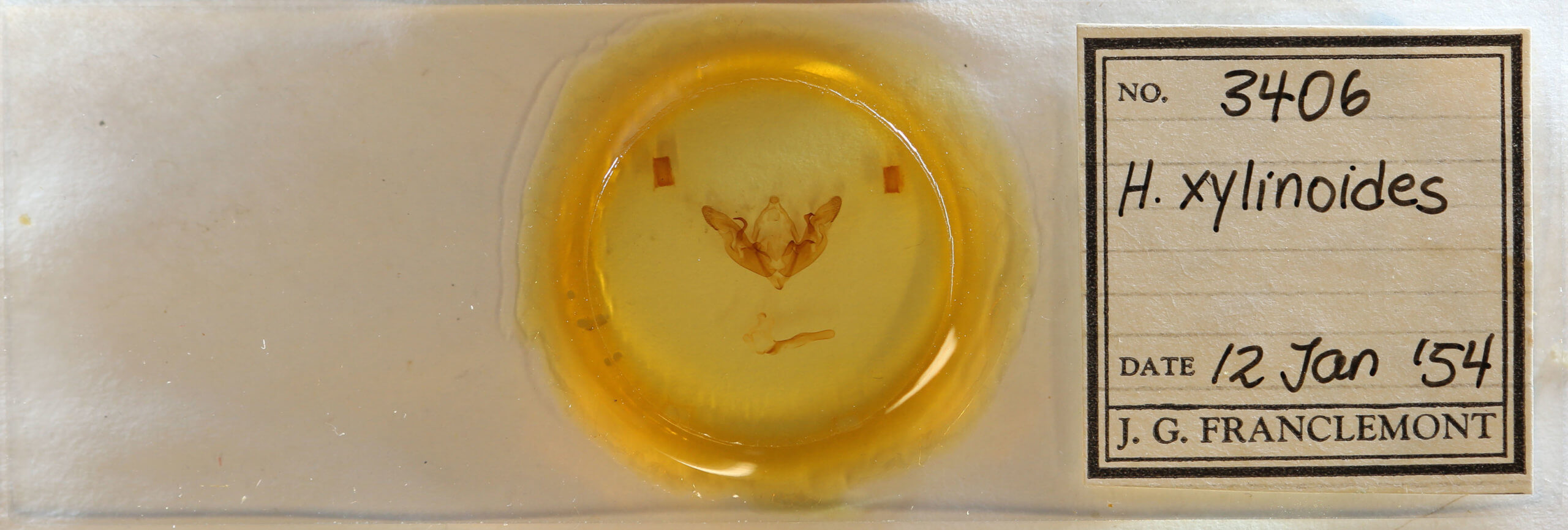 slide view of adult Hyppa  xylinoides