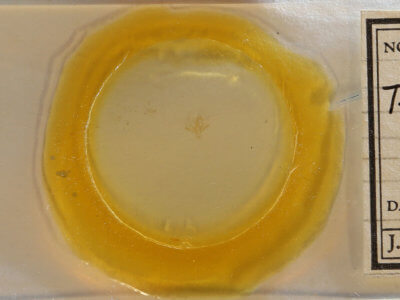 slide view of adult Tetanolita mynesalis