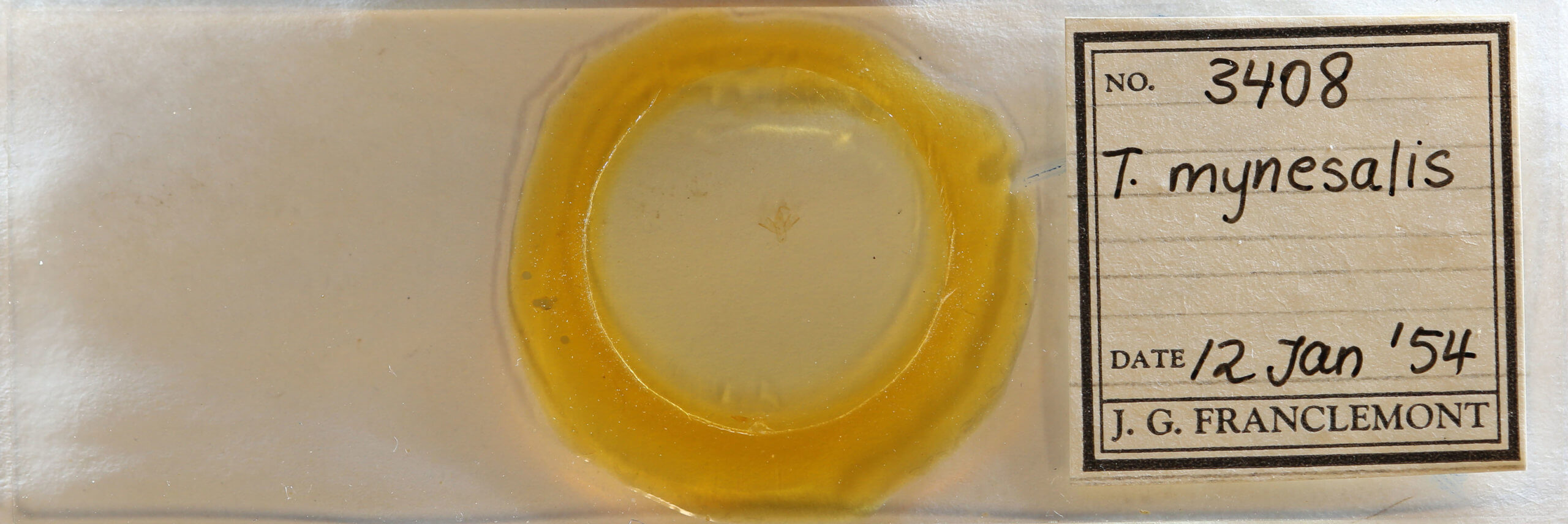 slide view of adult Tetanolita mynesalis