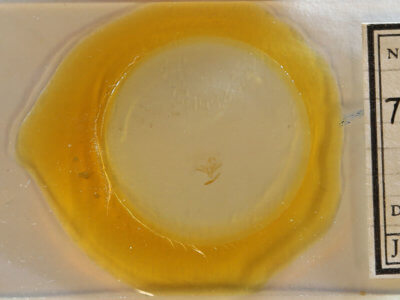 slide view of adult Tetanolita floridana