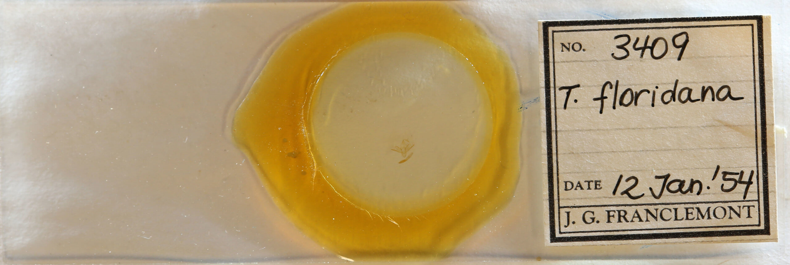 slide view of adult Tetanolita floridana