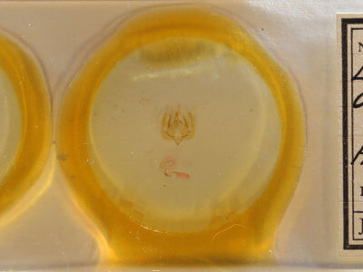 slide view of adult Elaphria festivoides