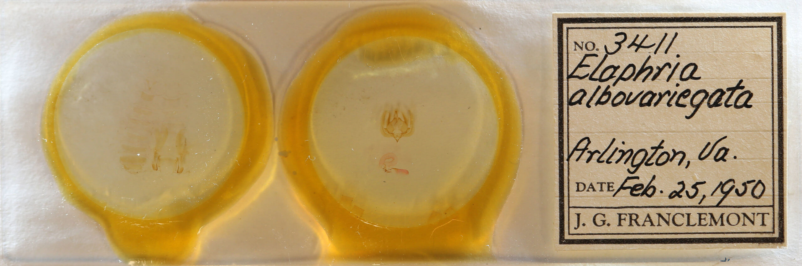 slide view of adult Elaphria festivoides