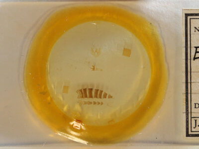 slide view of adult Eupithecia herefordaria