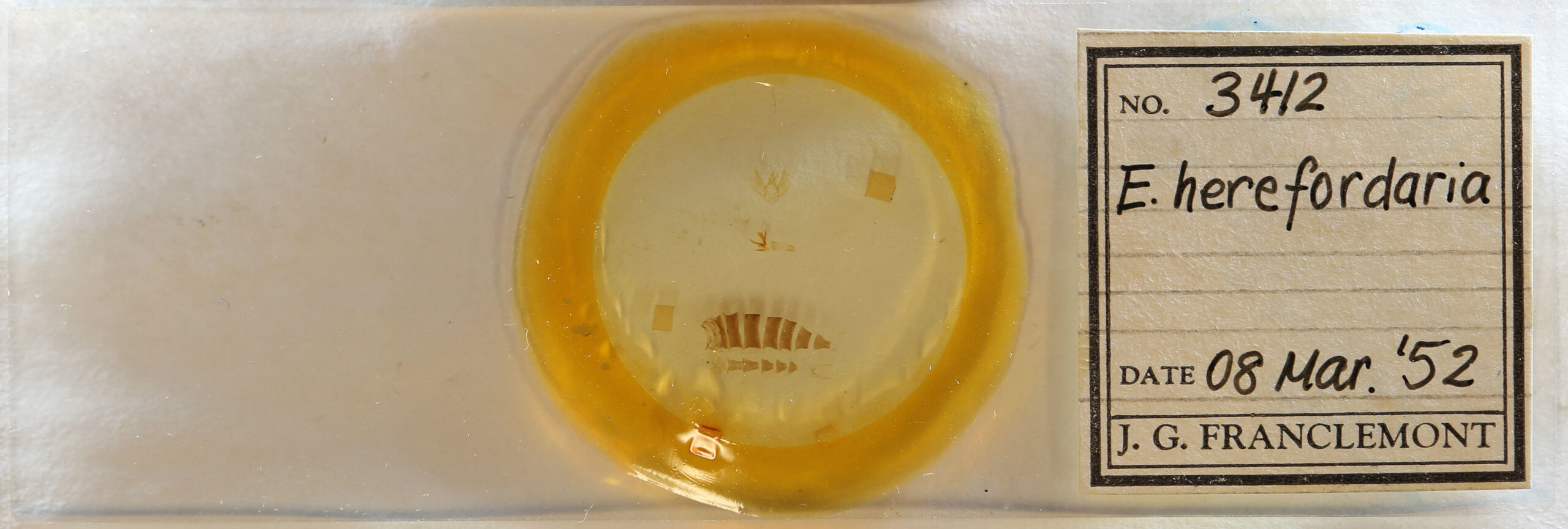 slide view of adult Eupithecia herefordaria