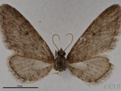 dorsal view of adult Eupithecia herefordaria