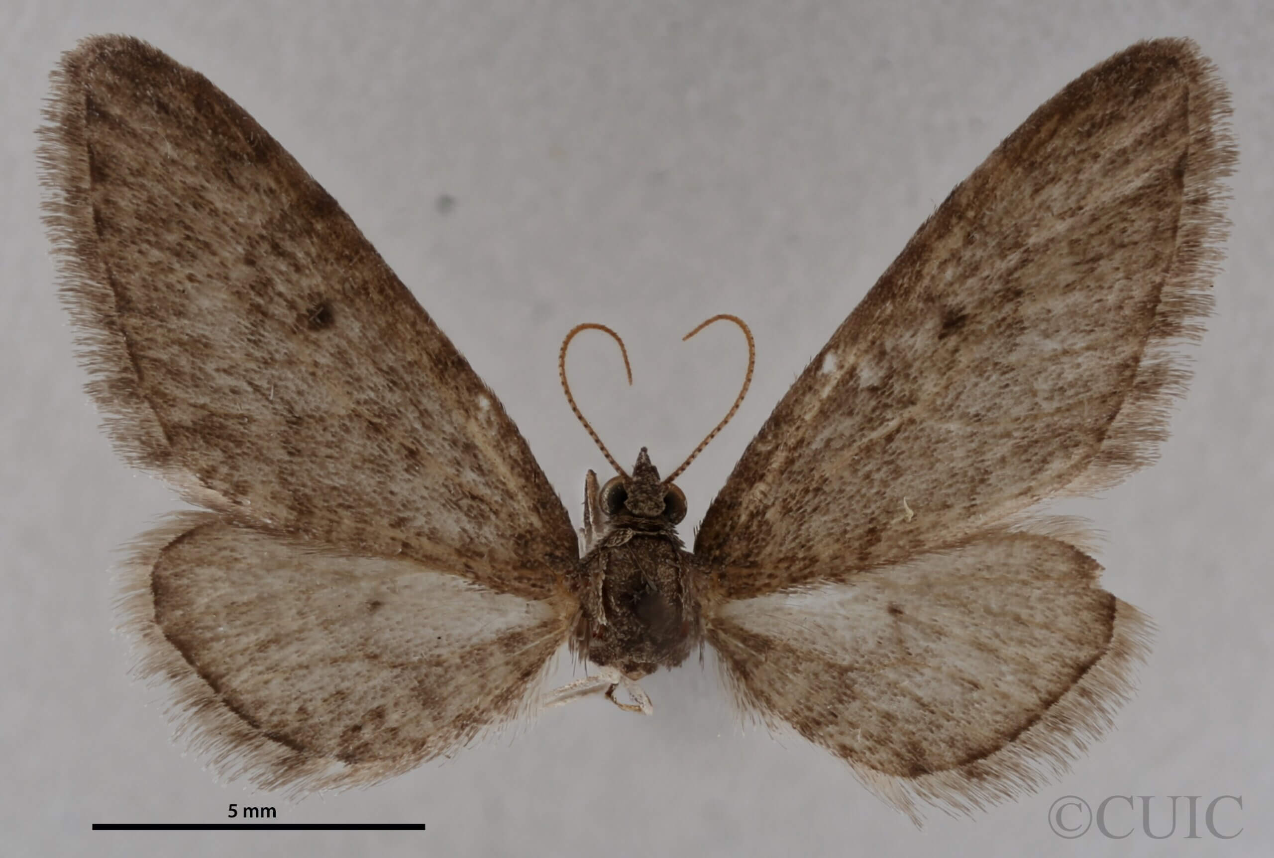 dorsal view of adult Eupithecia herefordaria