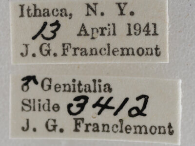 label view of adult Eupithecia herefordaria