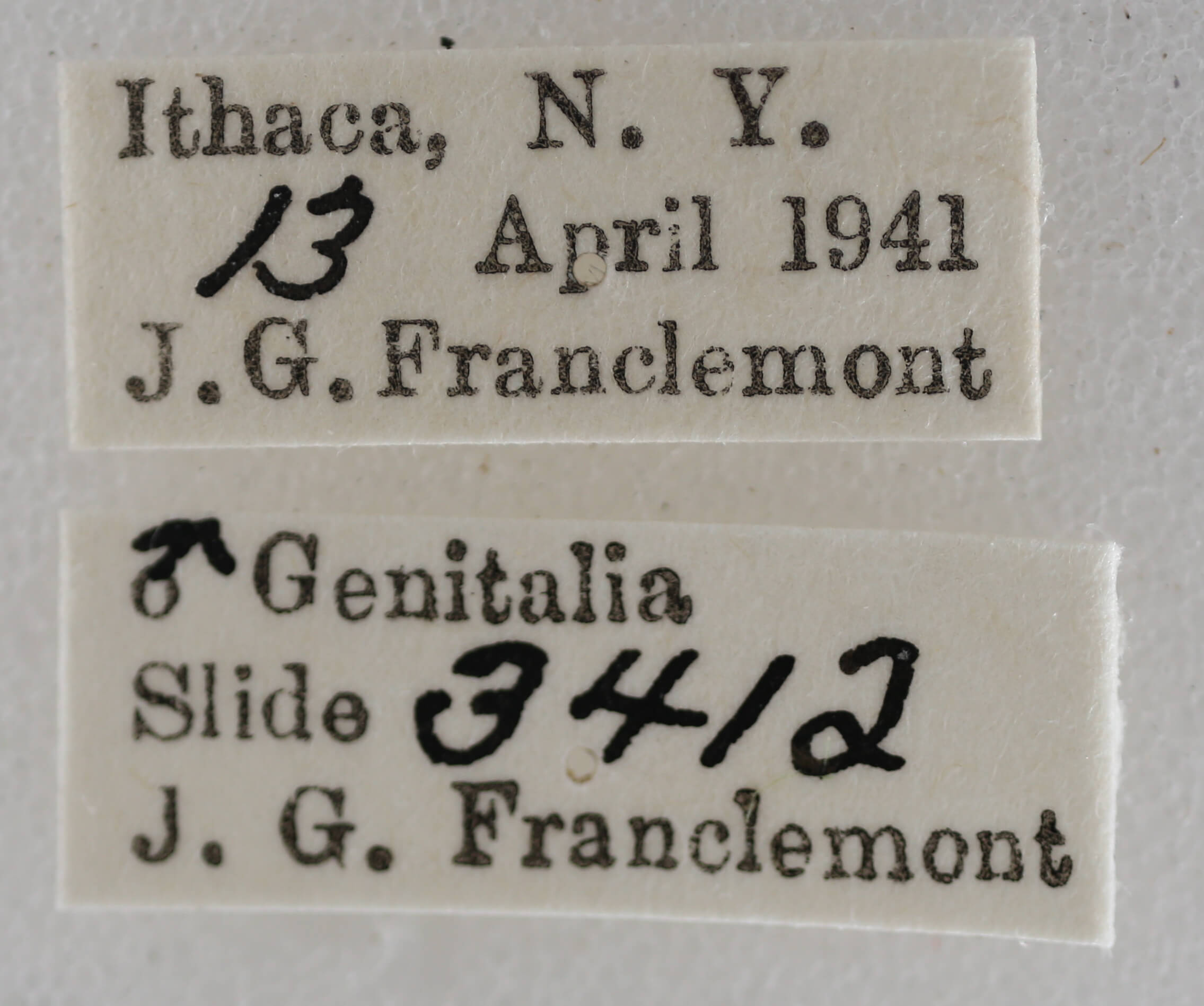 label view of adult Eupithecia herefordaria