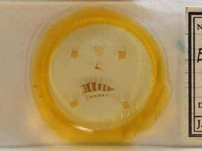 slide view of adult Eupithecia herefordaria