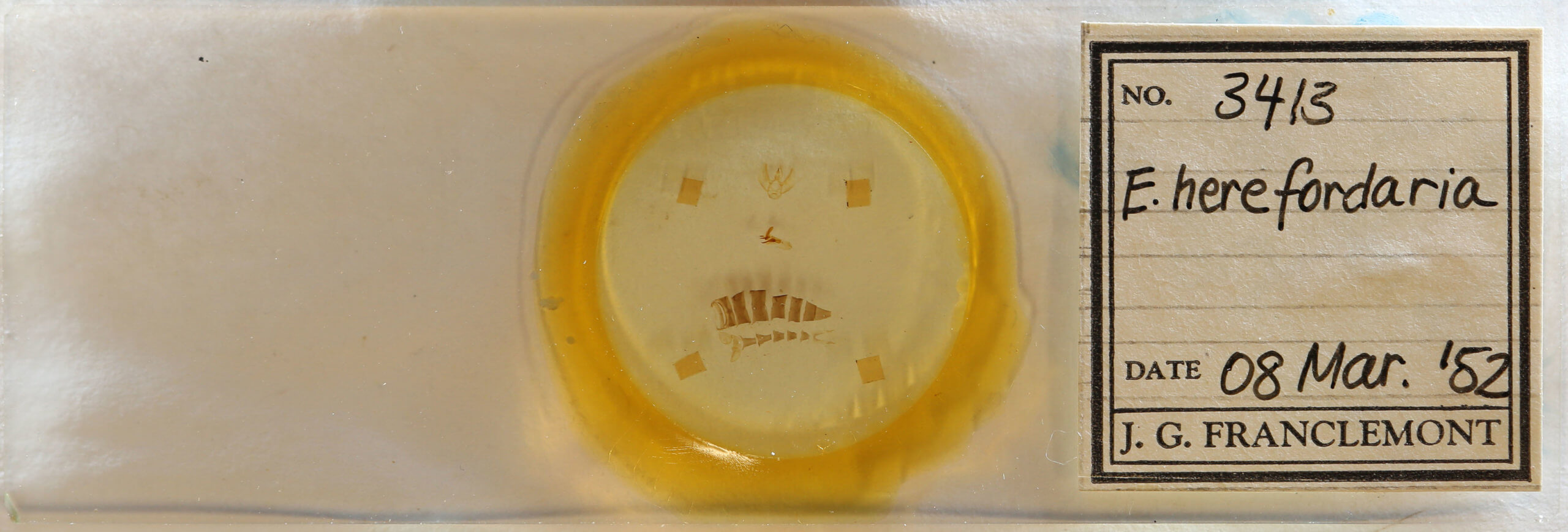 slide view of adult Eupithecia herefordaria