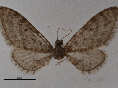 dorsal view of adult Eupithecia herefordaria