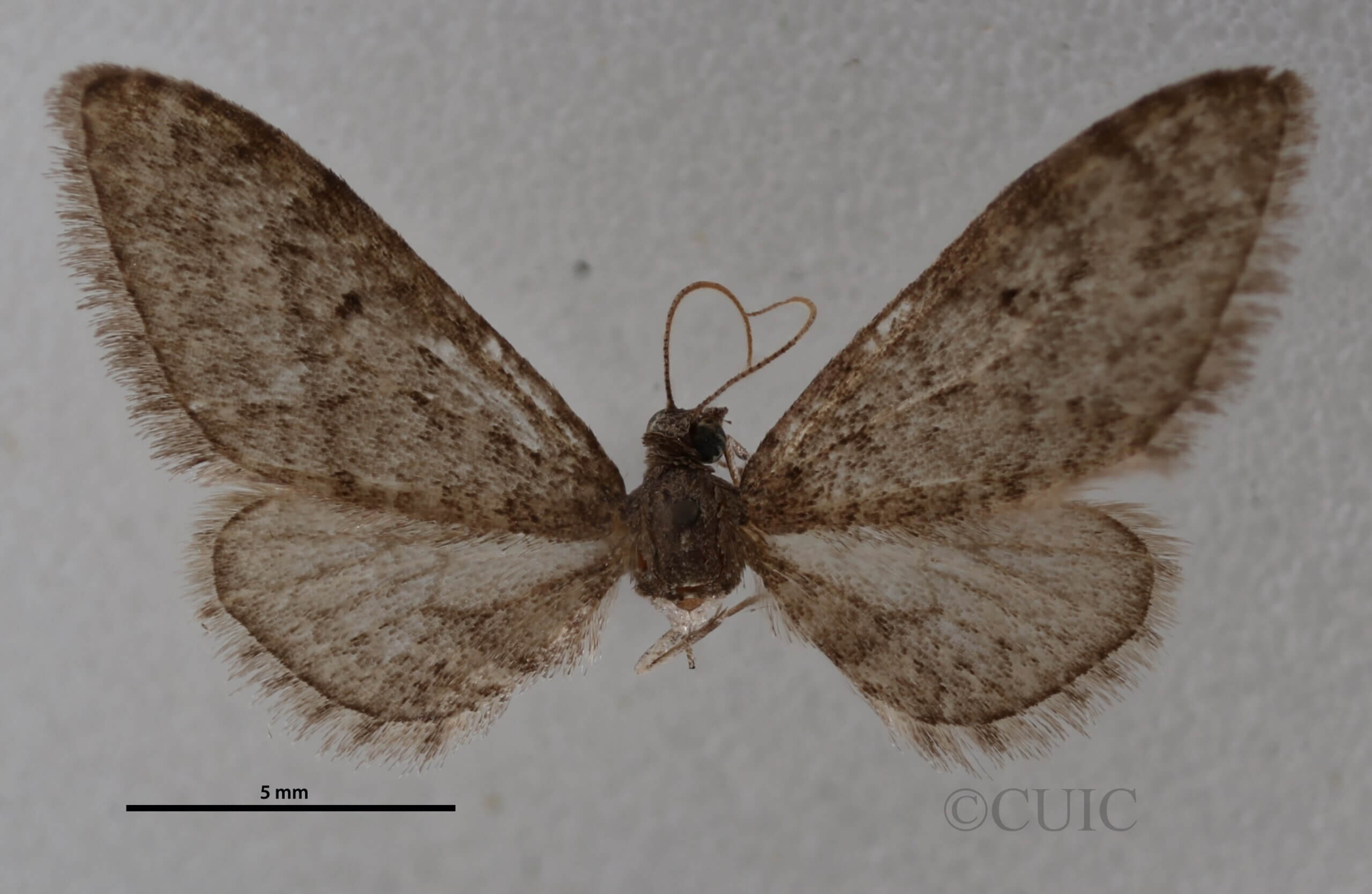 dorsal view of adult Eupithecia herefordaria