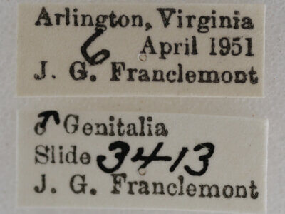 label view of adult Eupithecia herefordaria