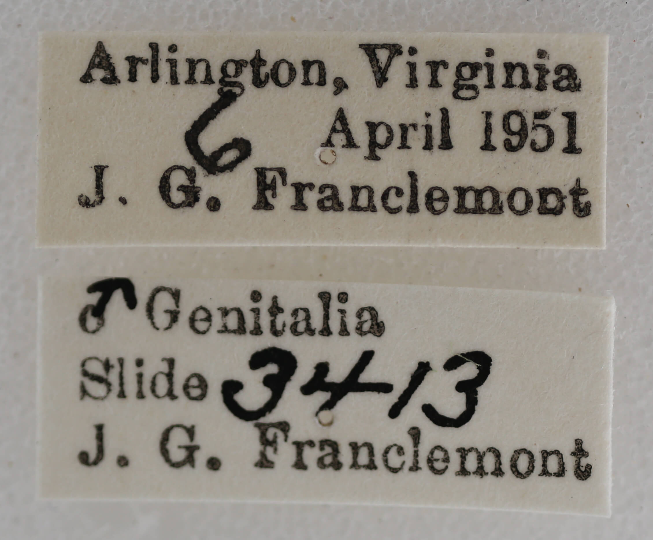 label view of adult Eupithecia herefordaria