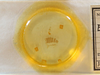 slide view of adult Eupithecia herefordaria