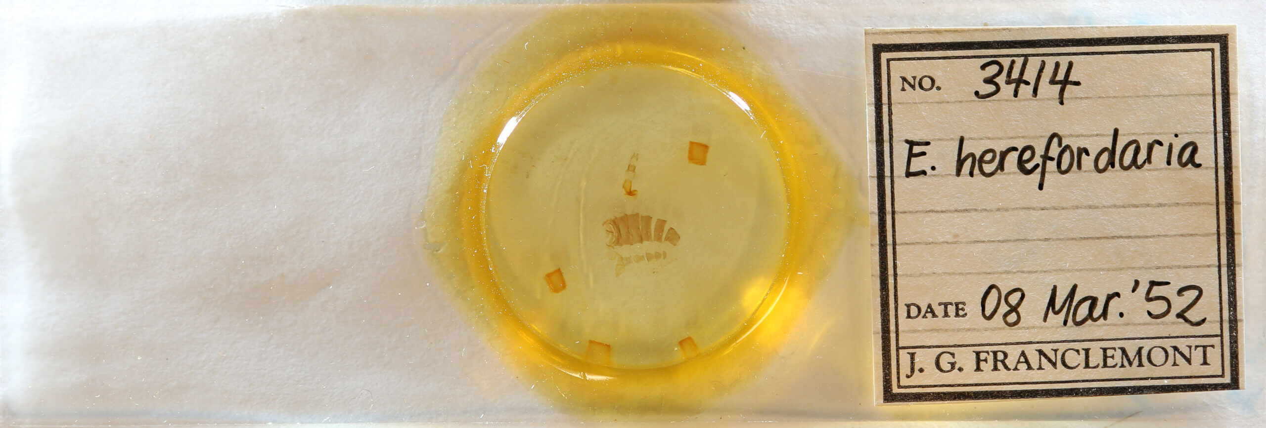 slide view of adult Eupithecia herefordaria