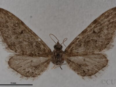 dorsal view of adult Eupithecia herefordaria