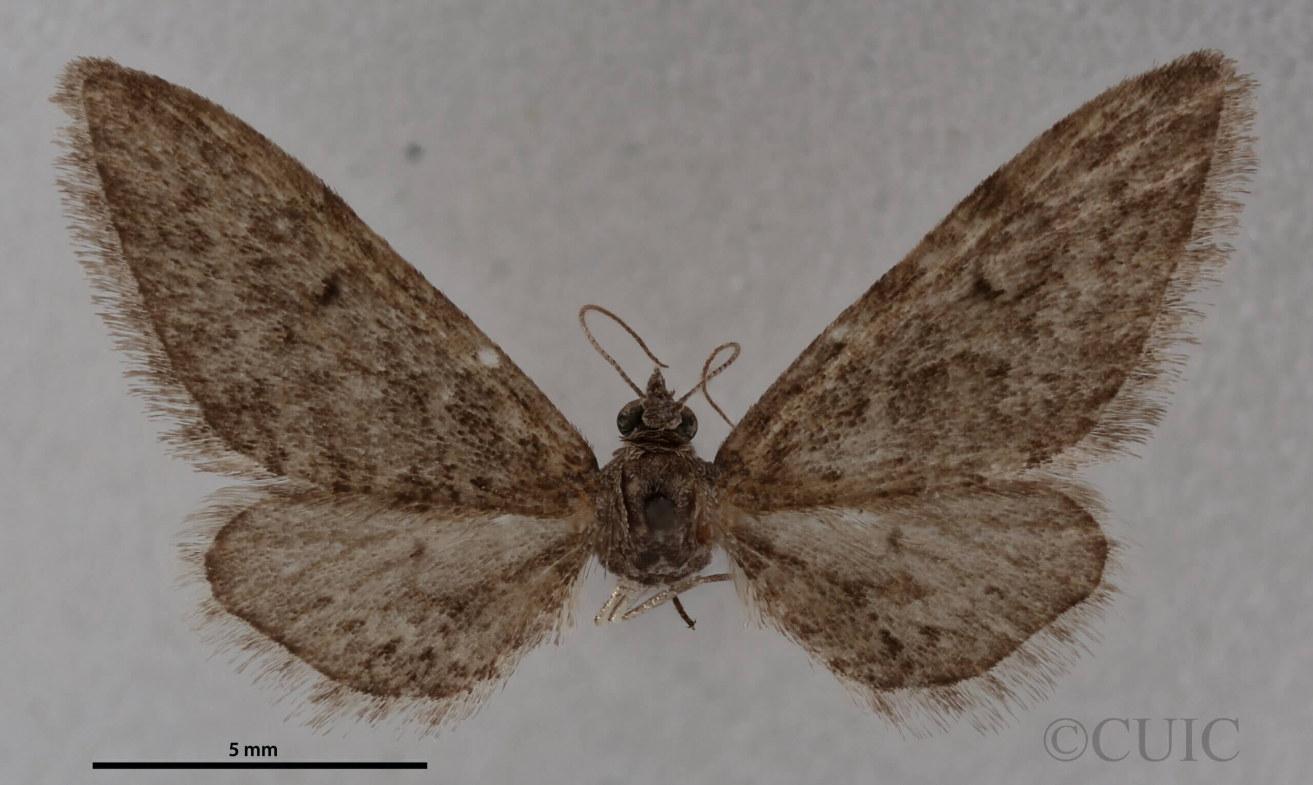 dorsal view of adult Eupithecia herefordaria
