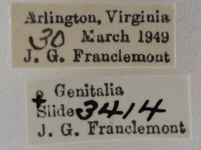 label view of adult Eupithecia herefordaria