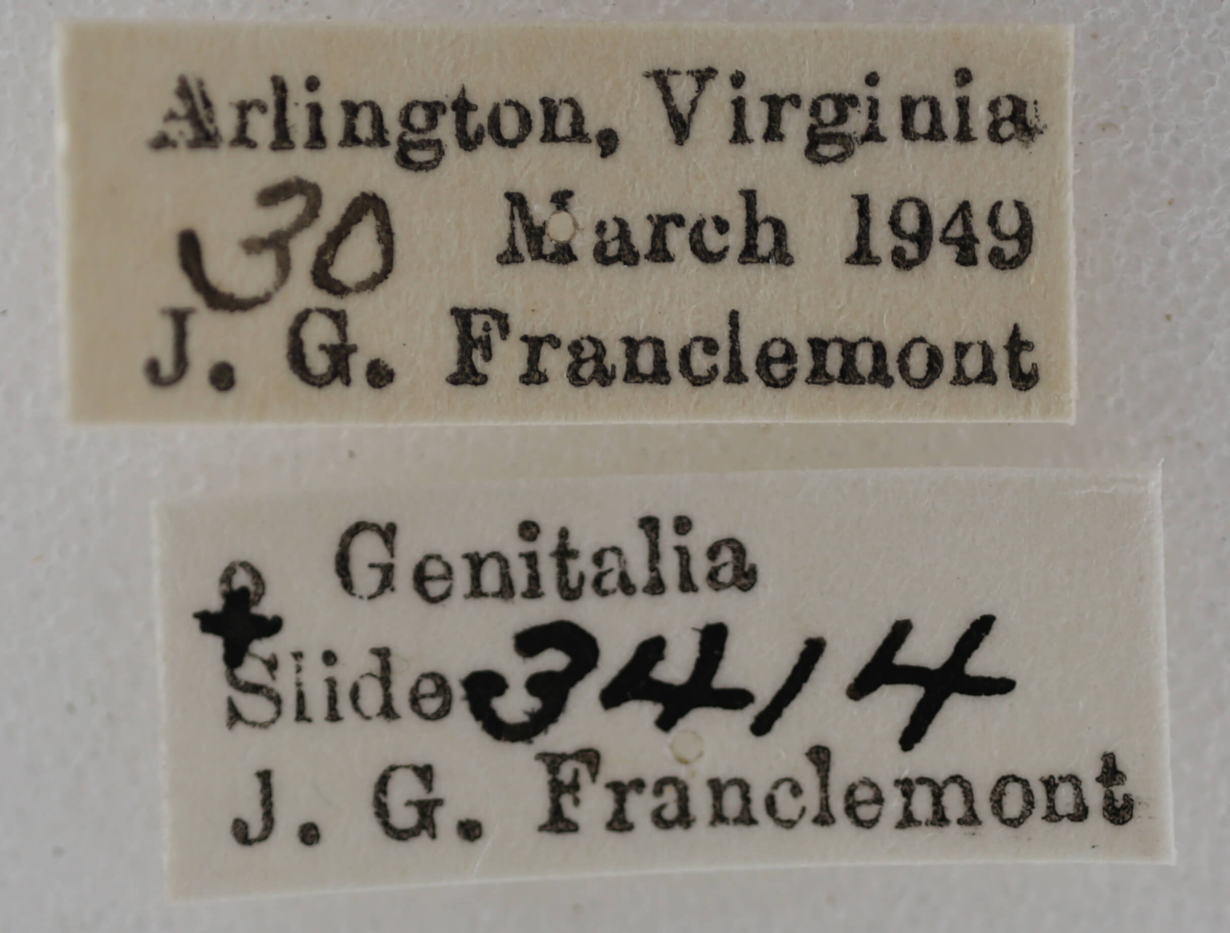 label view of adult Eupithecia herefordaria