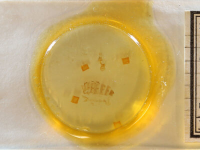 slide view of adult Eupithecia miserulata