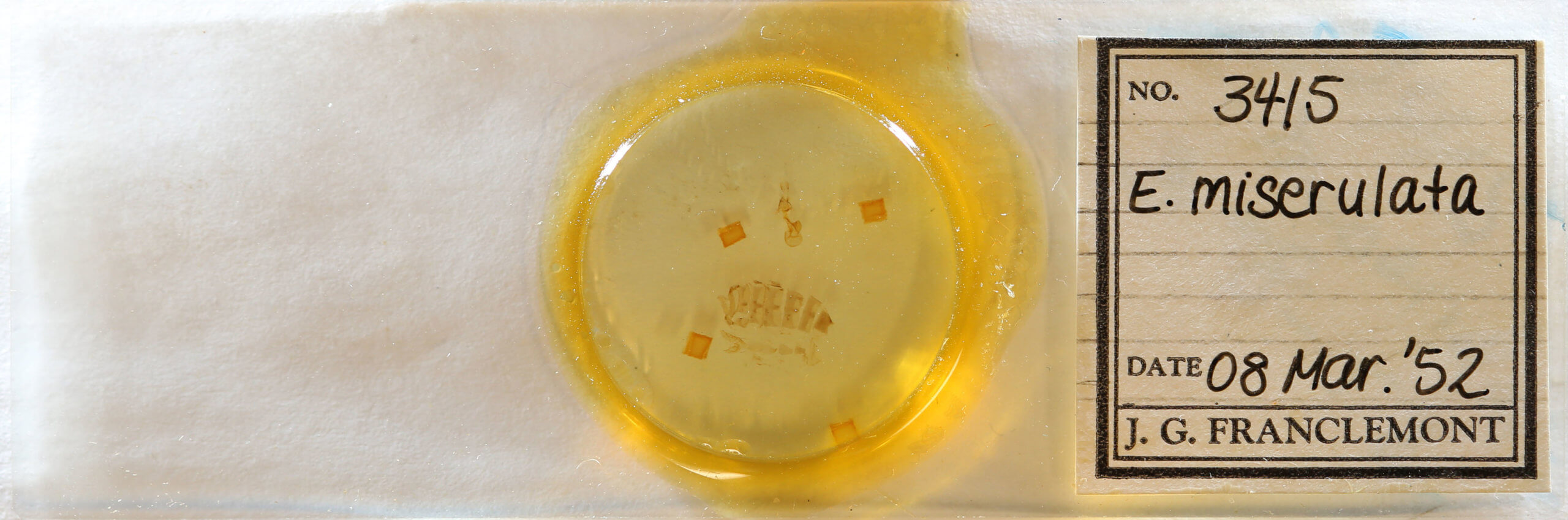 slide view of adult Eupithecia miserulata