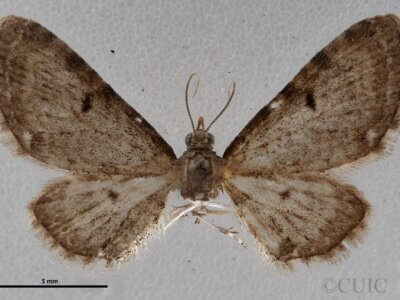 dorsal view of adult Eupithecia miserulata