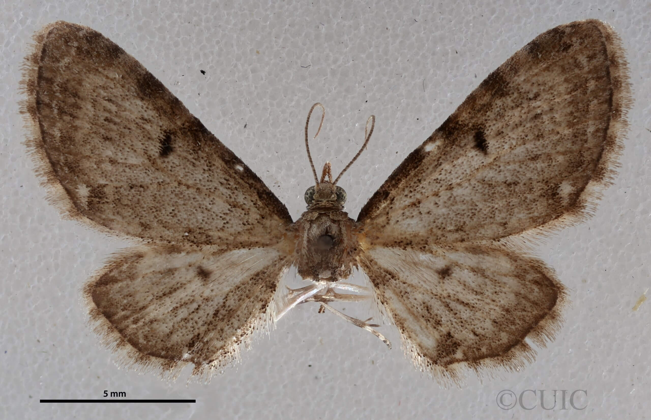 dorsal view of adult Eupithecia miserulata