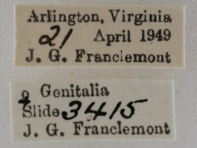 label view of adult Eupithecia miserulata