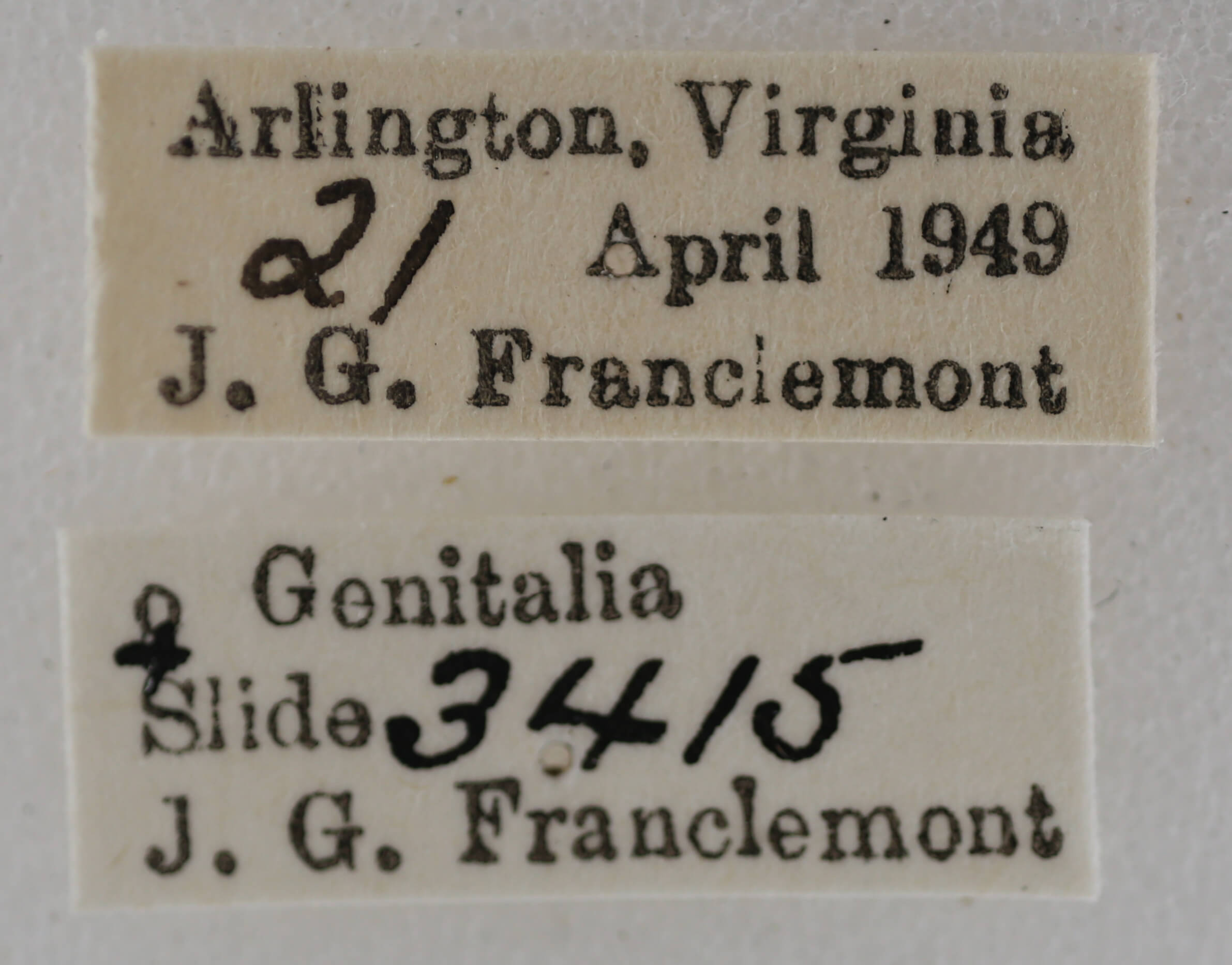 label view of adult Eupithecia miserulata