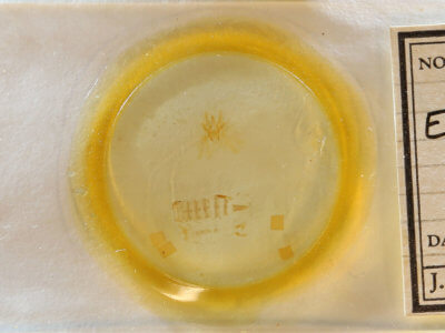 slide view of adult Eupithecia miserulata