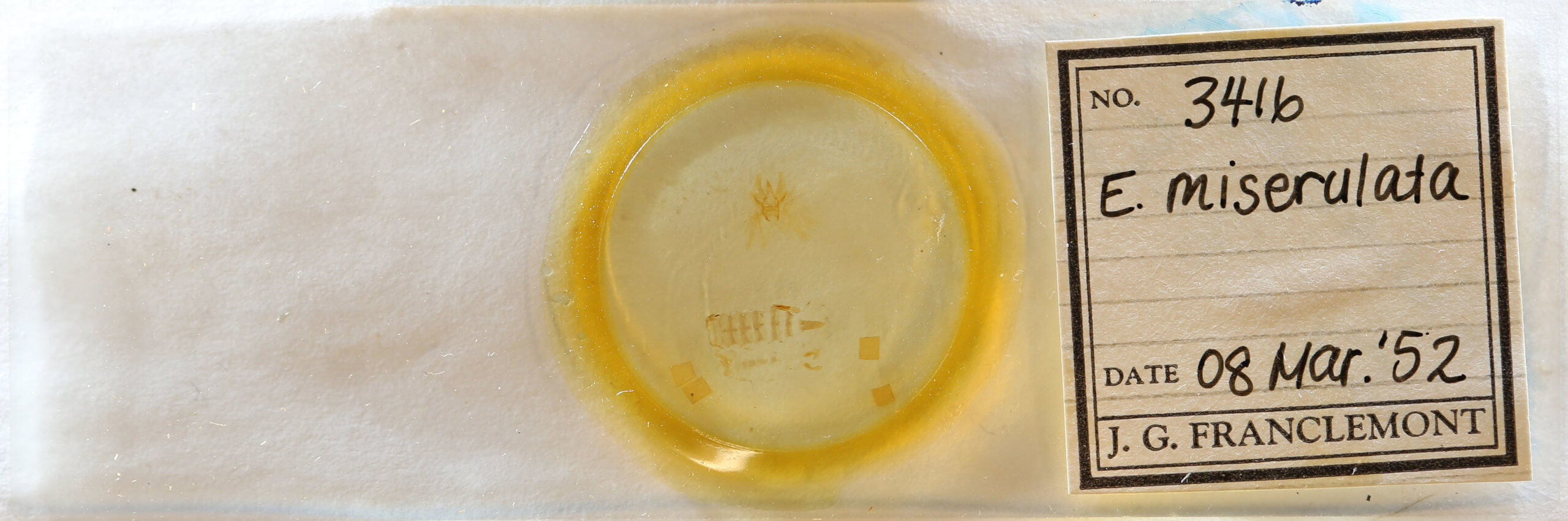 slide view of adult Eupithecia miserulata