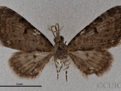 dorsal view of adult Eupithecia miserulata