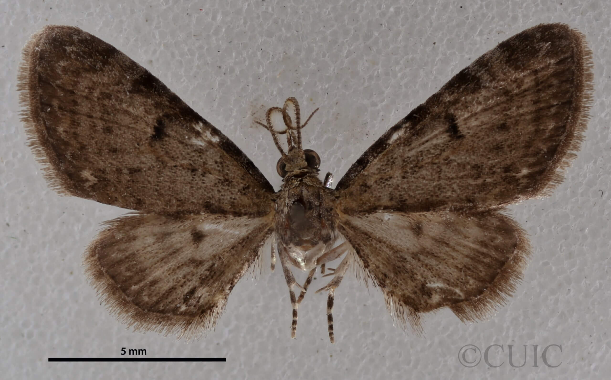 dorsal view of adult Eupithecia miserulata