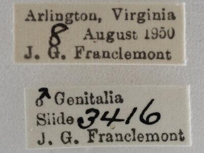 label view of adult Eupithecia miserulata