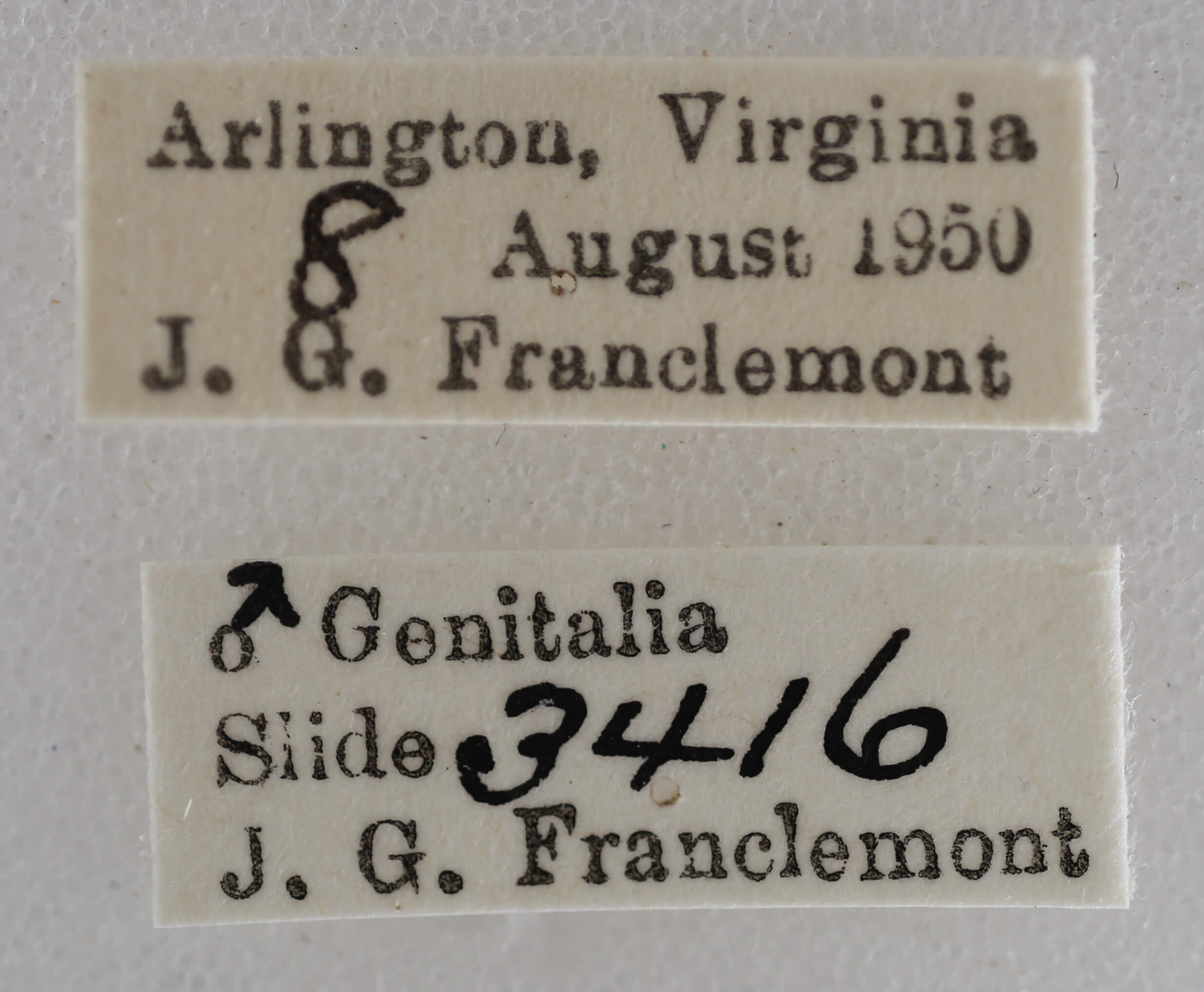 label view of adult Eupithecia miserulata