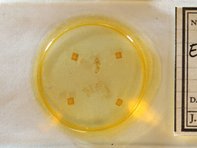 slide view of adult Eupithecia miserulata