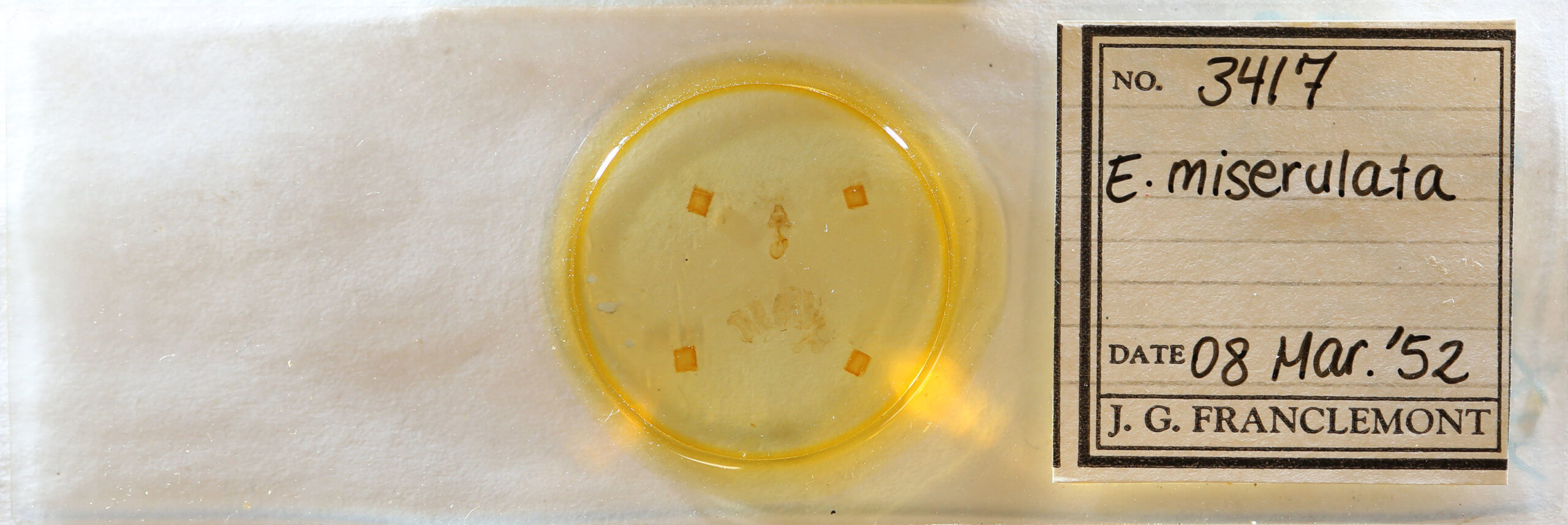 slide view of adult Eupithecia miserulata