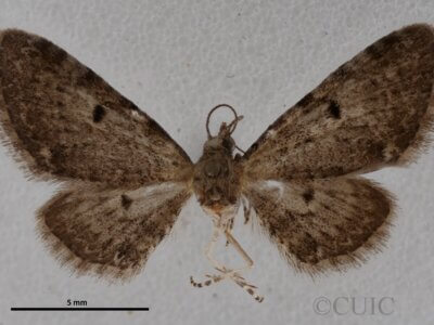 dorsal view of adult Eupithecia miserulata