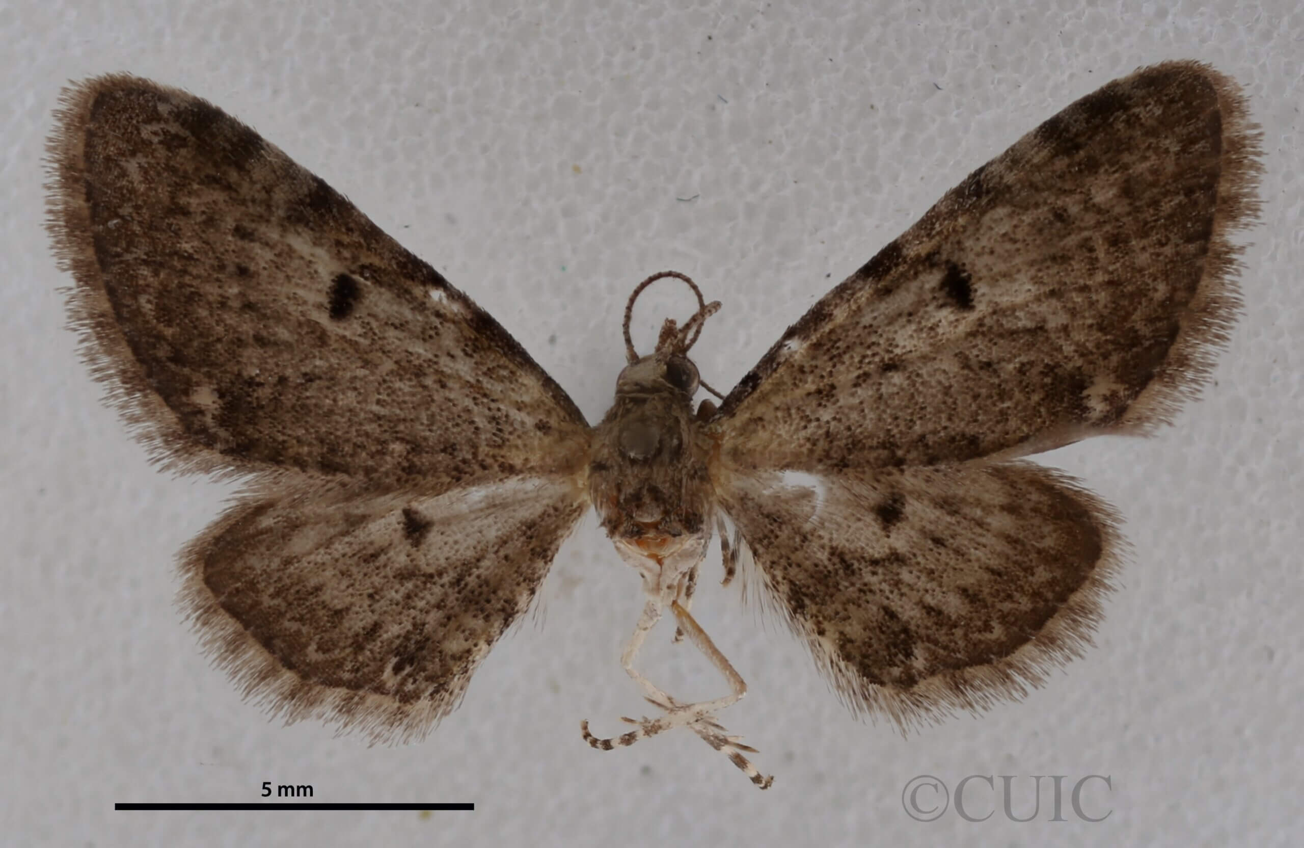 dorsal view of adult Eupithecia miserulata