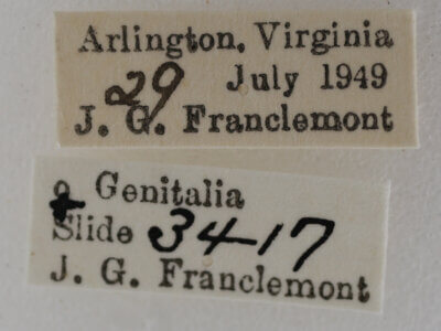 label view of adult Eupithecia miserulata