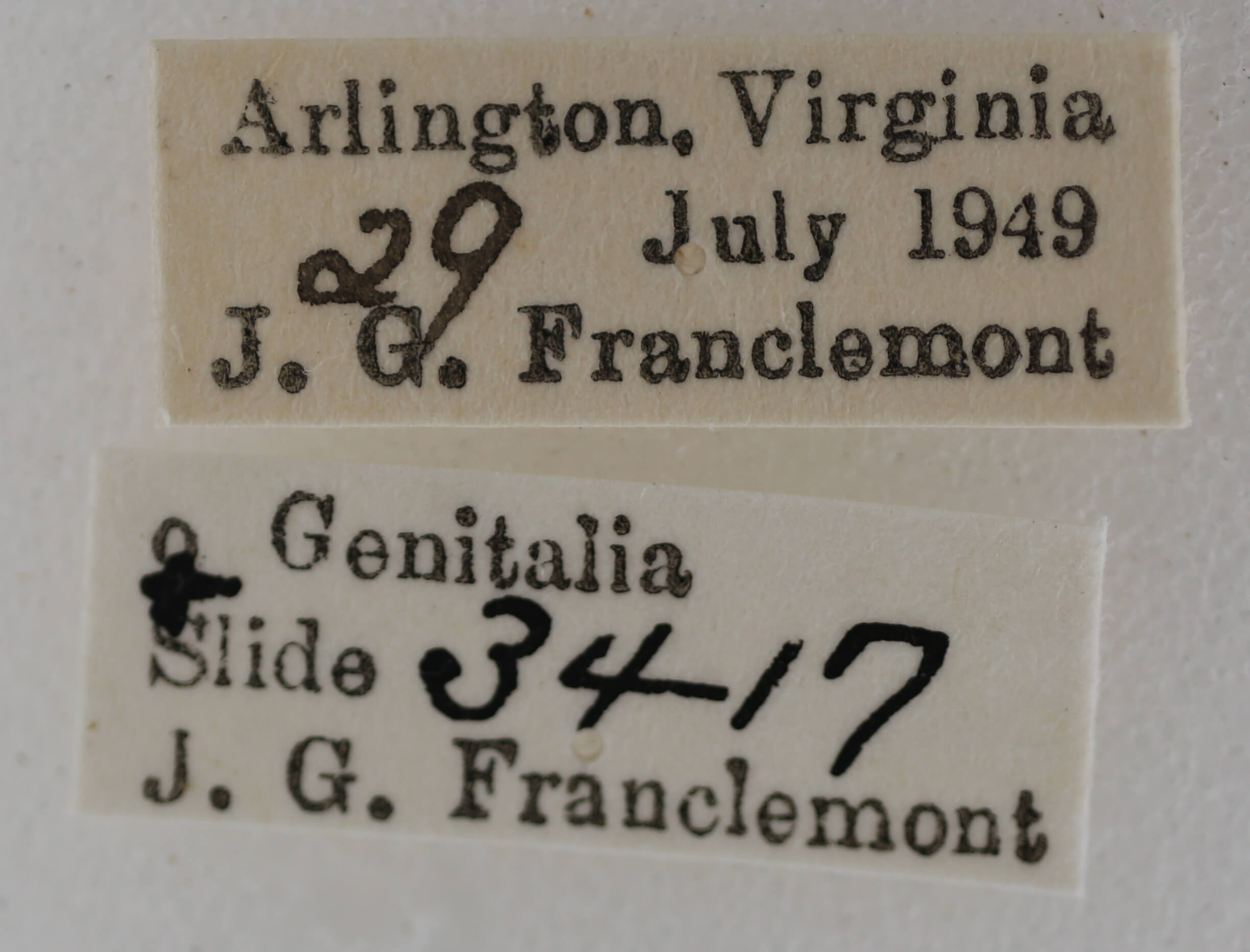 label view of adult Eupithecia miserulata