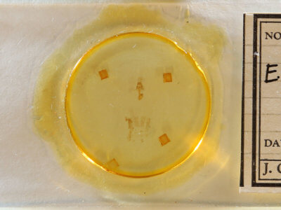 slide view of adult Eupithecia miserulata