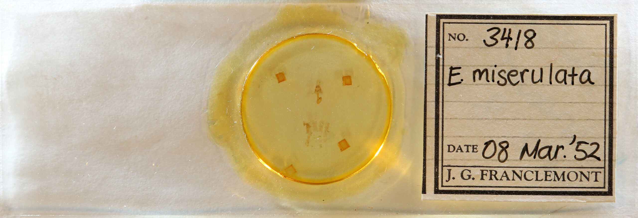 slide view of adult Eupithecia miserulata