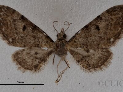 dorsal view of adult Eupithecia miserulata