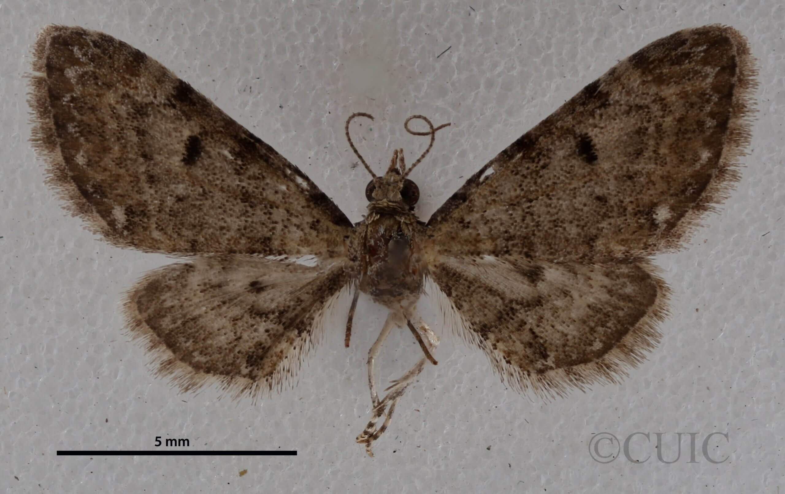 dorsal view of adult Eupithecia miserulata