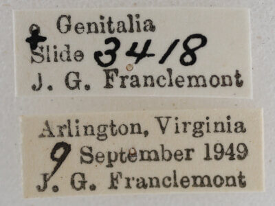 label view of adult Eupithecia miserulata